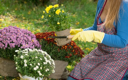 Professional gardener at work in Hackbridge